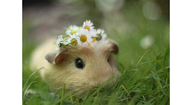 animal-domestique-invite-mariage