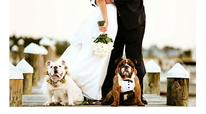 ©Joe Mikos Photography animaux-mariage-invites