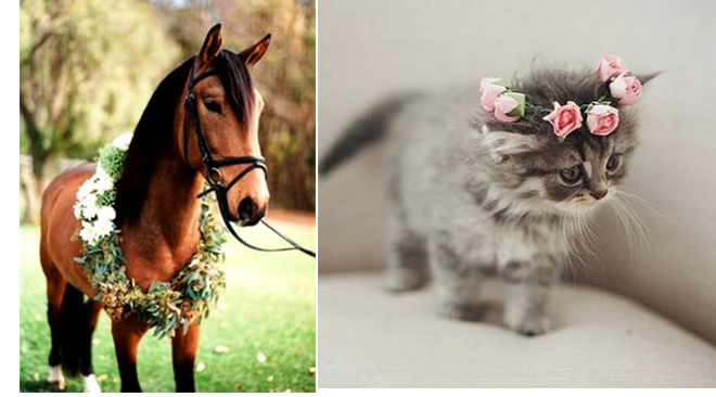 ©Pinterest cheval-chat-animal-domestique-mariage