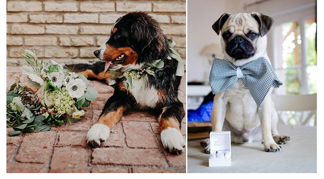 ©Instagram - Lucie Nové-Josserand inviter-animaux-compagnie-mariage