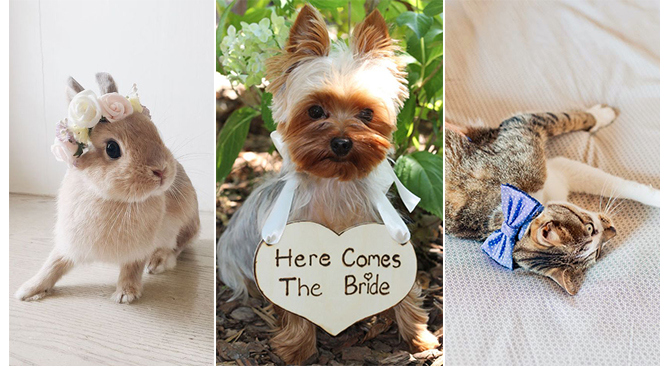 ©Etsy - Enoivado - ©Elena Fleutiaux inviter-chat-chien-a-son-mariage