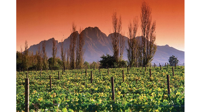 ©Rhino Africa lune-de-miel-afrique-route-des-vins