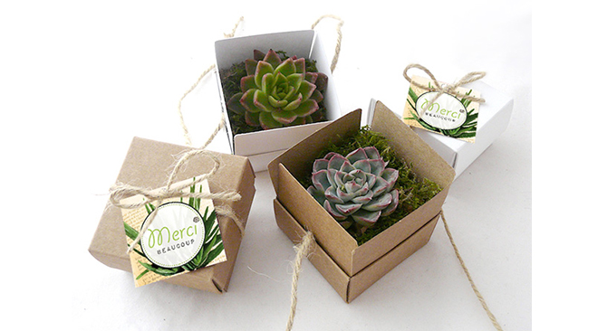 plantes-succulentes-cadeaux-invites-mariage