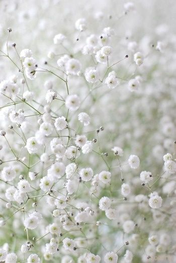 Gypsophile