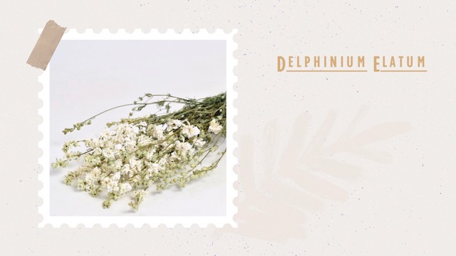 Delphinium