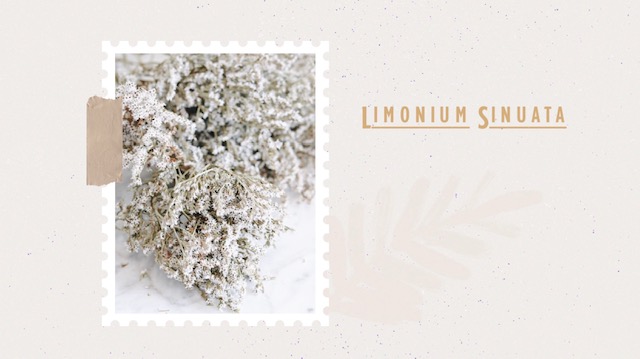 Limonium